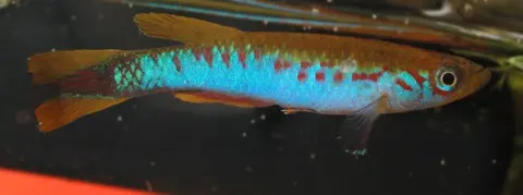 长旗鮰