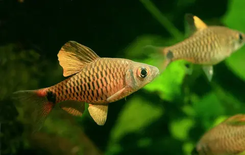 Oreichthys sp. 'Myanmar Redfin'
