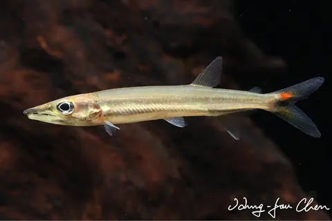 Acestrorhynchus isalineae