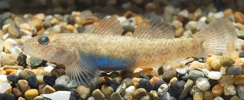 Rhinogobius sp. 'CB'