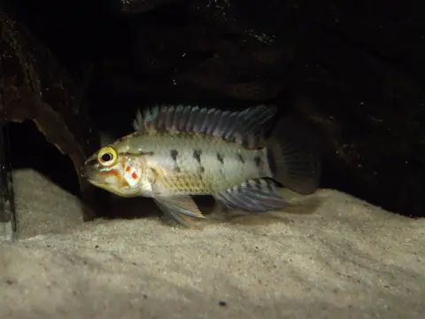 Apistogramma paulmuelleri