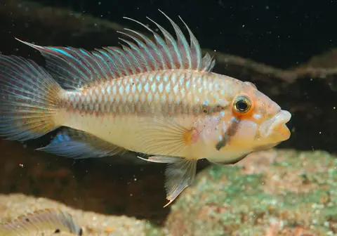 Apistogramma barlowi