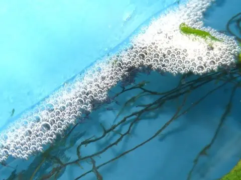 恒河毛足斗鱼