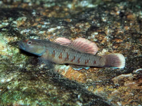 Rhinogobius zhoui