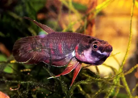 Betta dennisyongi