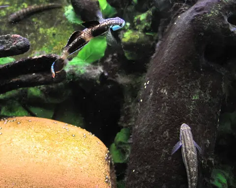 Stiphodon ornatus
