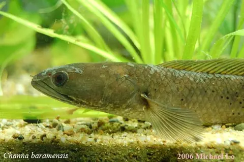 Channa baramensis