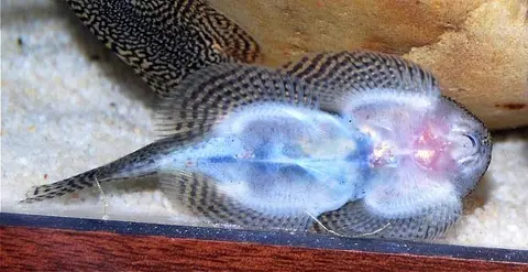 Sewellia albisuera