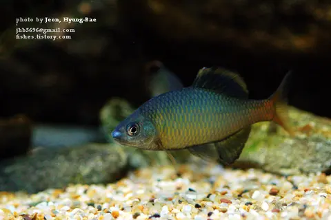 高丽鱊