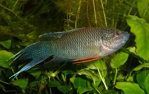 Macropodus spechti