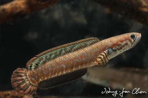 彩虹雷龙