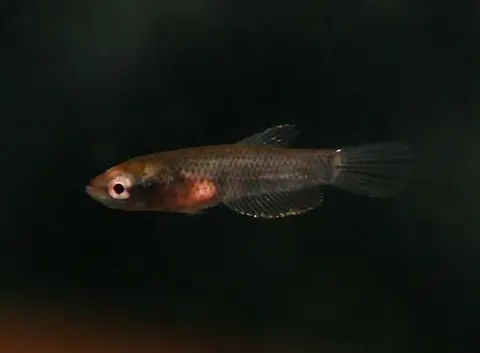 似鳢搏鱼