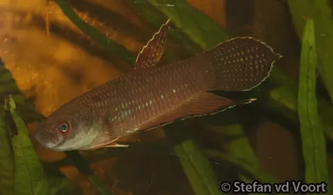 Betta antoni