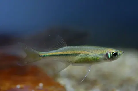 Laubuka fasciata