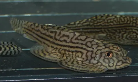 思凡腹吸鳅