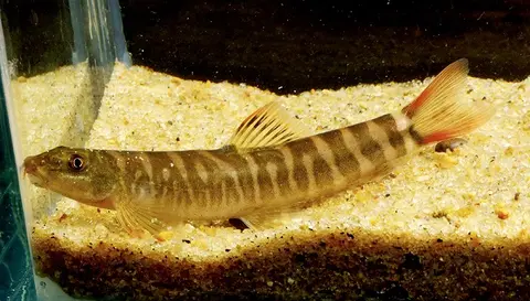 Schistura sp. 6
