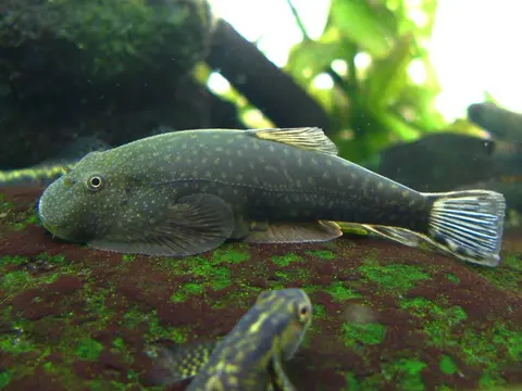 Gastromyzon stellatus