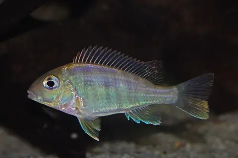 Geophagus sp. 'orange head'