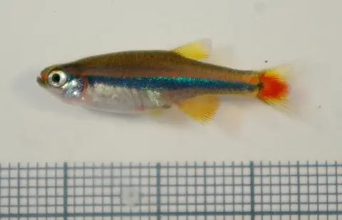 Tanichthys sp. 'Vietnam'