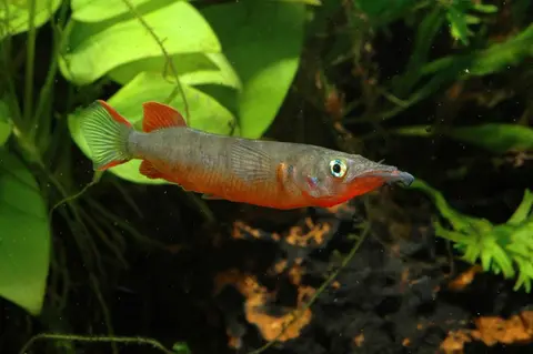 Oryzias woworae
