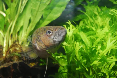 Betta gladiator