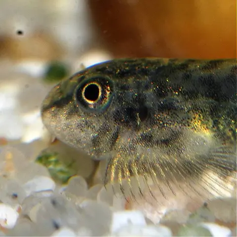 Sewellia speciosa