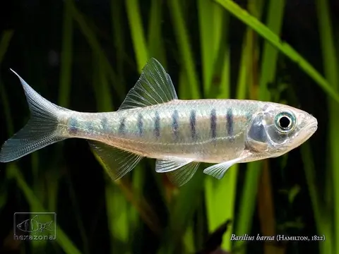 巴纳低线鱲