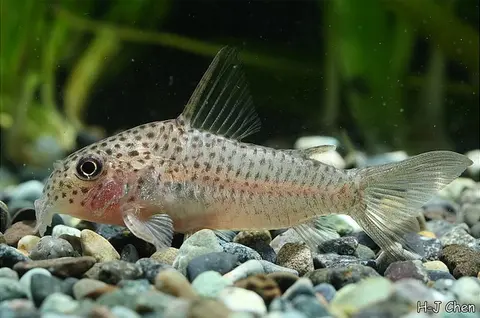 Hoplisoma albolineatum