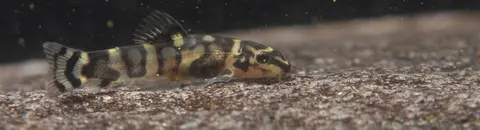 Sewellia sp. 'SEW01'