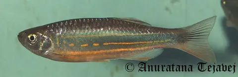Devario assamensis