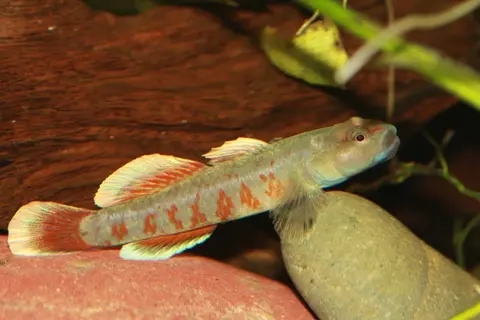 Rhinogobius zhoui