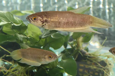Betta pi