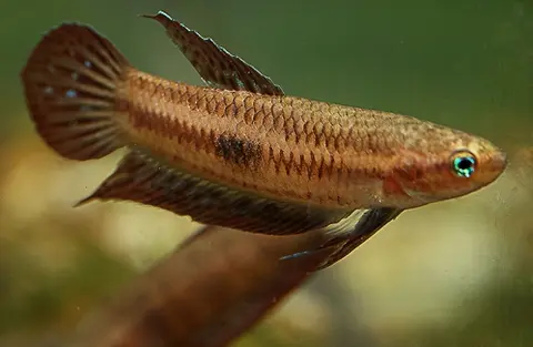 蓝抟鱼