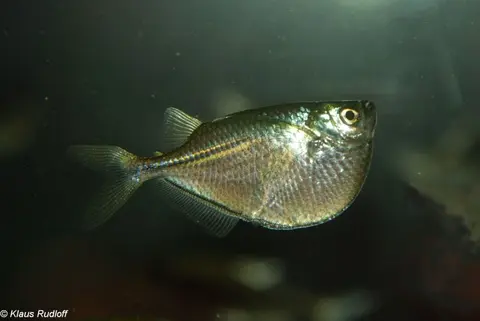 胸斧鱼