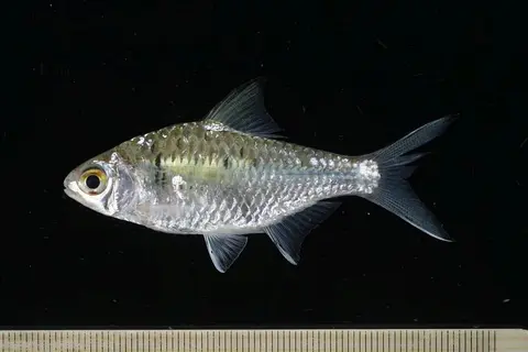 月斑长臀魮