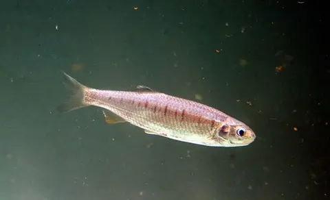 Barilius bendelisis