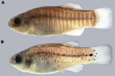 Esmaeilius arakensis