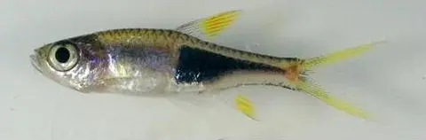 三角灯