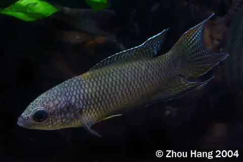 Macropodus erythropterus