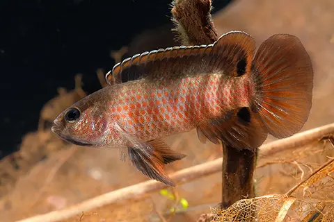 Badis sp. 'Buxar'
