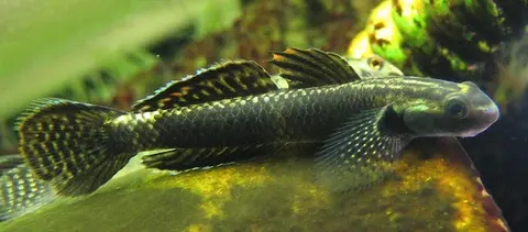 Stiphodon ornatus