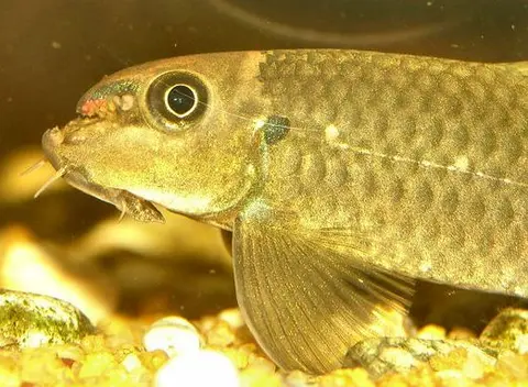 Garra sp. 'redtail'
