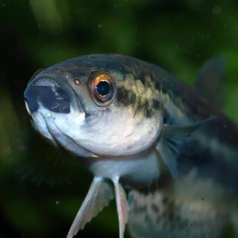 Betta ocellata