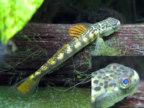 Stiphodon maculidorsalis