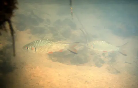 Systomus orphoides