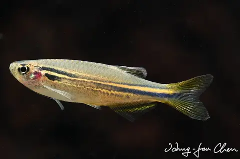 Danio sp. 'hikari'
