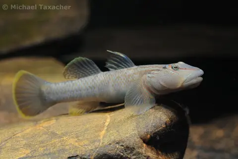 大吻鰕虎鱼