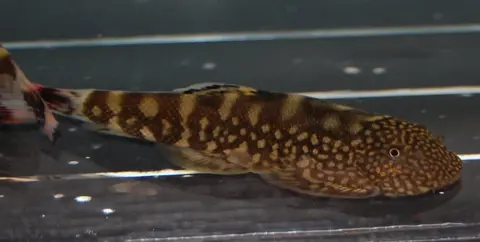 Gastromyzon ocellatus