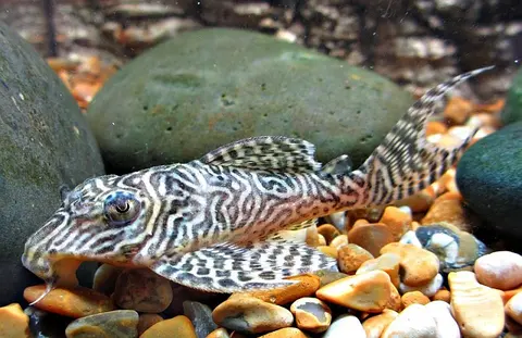 Hypancistrus sp.