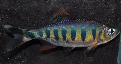 Barilius ardens
